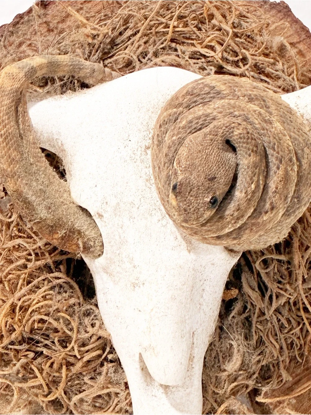 Tree Trunk Skull Snake Moss Decor Rustic Woodsy Cabin 6”